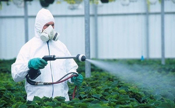 Пестициды в теплицах