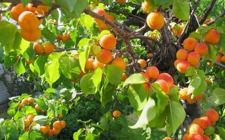 Абрикос ульянихинский дерево