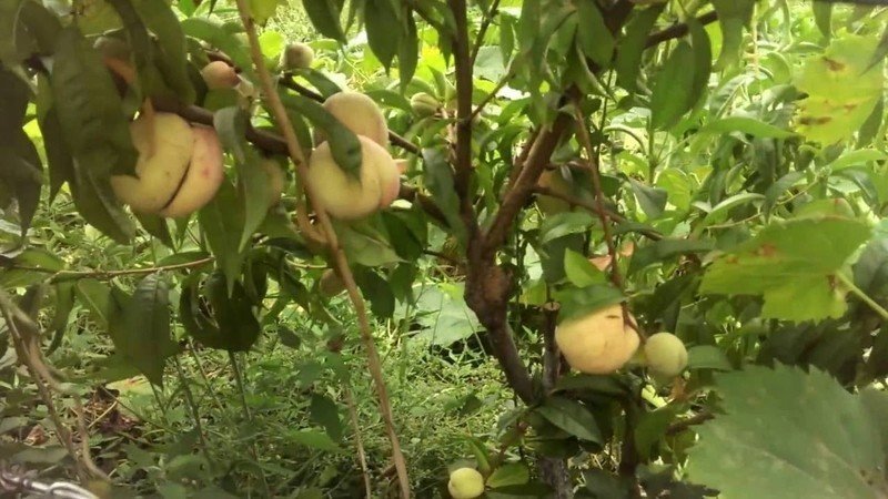Завязи плодов инжирного персика