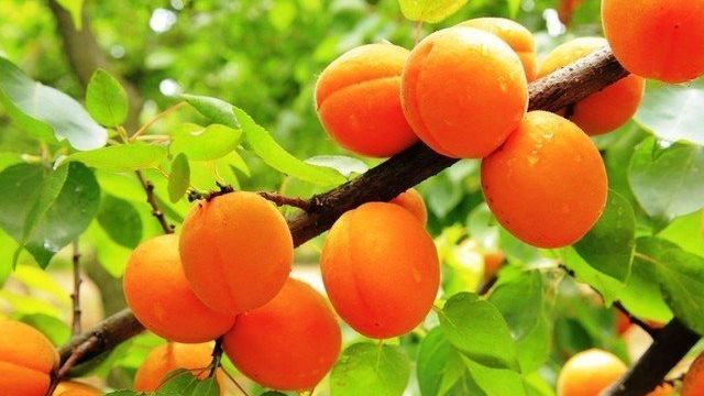Несколько практических советов как сажать абрикос