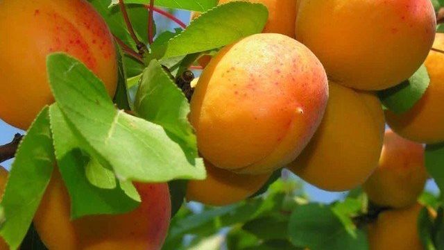 Сорта абрикос для средней полосы Росси Алеша Выносливый Чашечка и Снегирек видео