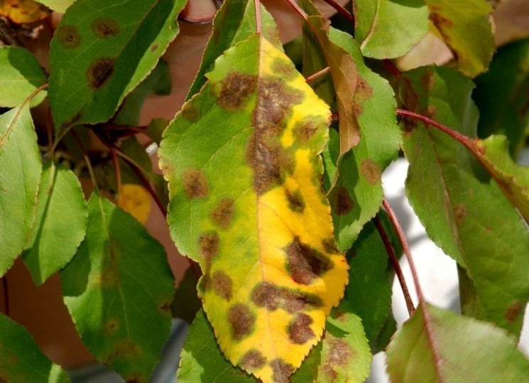 Листья на яблоне желтеют и покрываются пятнами