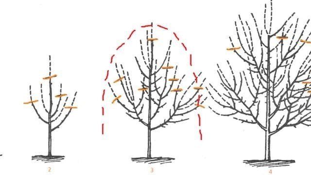 Черешня: обрезка и формирование дерева, когда и как правильно делать, схема