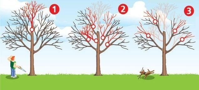 Три шага правильной обрезки деревьев