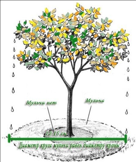 Приствольные круги плодовых деревьев цветы схемы