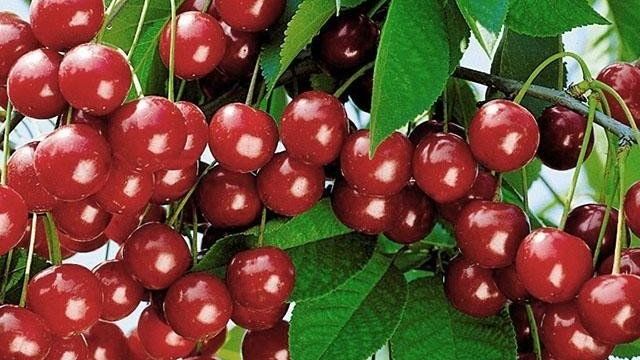 Незаменимый экспонат сибирских садов вишня Уральская Рубиновая