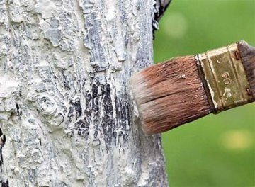 Краска для садовых деревьев