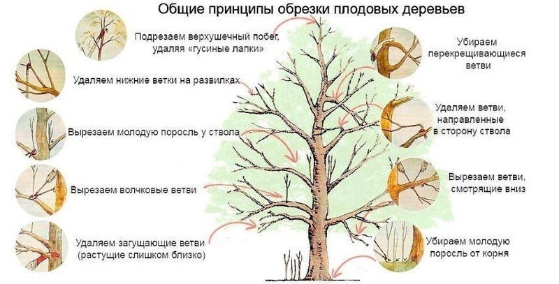Общие принципы обрезки плодовых деревьев
