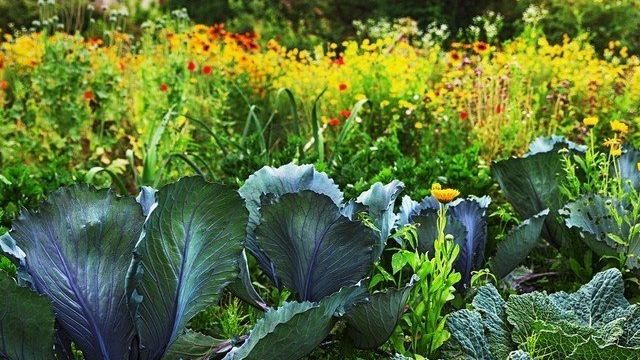 Овощи и цветы на грядке — как сделать огородную жизнь цветущей