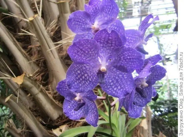 Орхидея ванда голубая