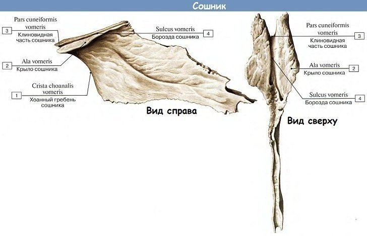 Сошник кость анатомия человека