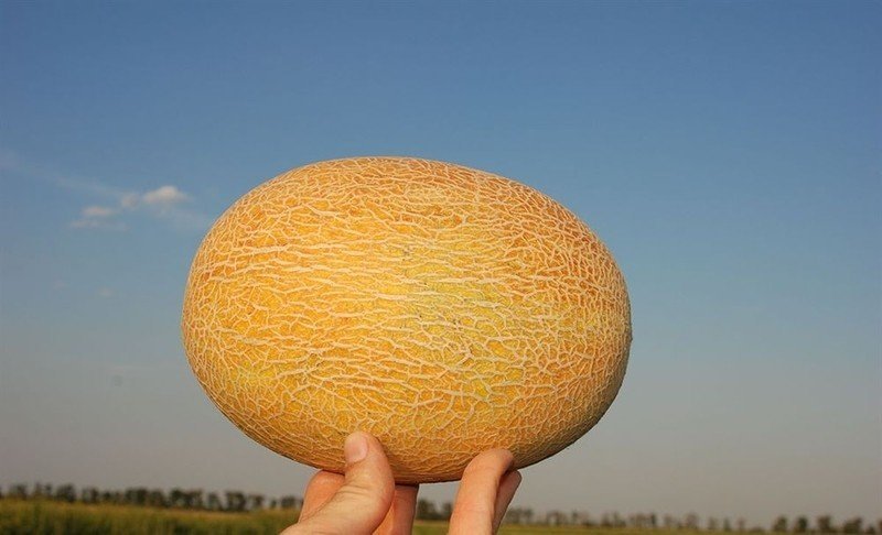 Дыня сорт манго