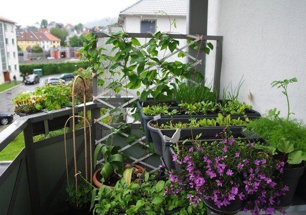Мини огород на балконе
