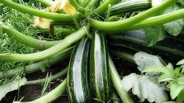 Советы по выращиванию кабачков — простой в уходе и дающий обильный урожай овощ