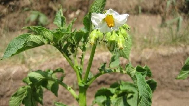 Картофель «Велина»: характеристика сорта и особенности выращивания