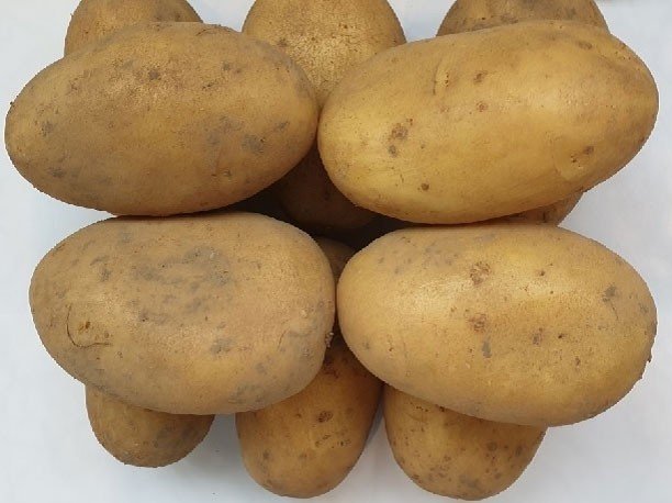 Сорт картофеля королева анна