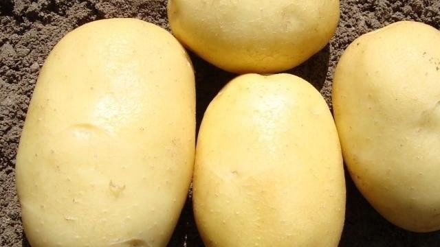 Описание сорта картофеля Вега