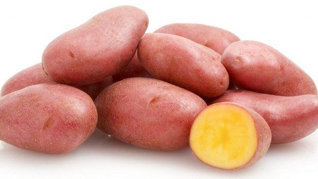 Сорт картофеля альвара характеристика