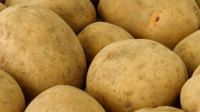 Сорт картофеля скарб характеристика отзывы