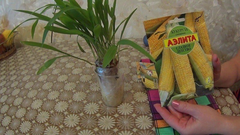 Кукуруза растение