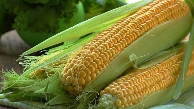 Как правильно сажать огурцы с кукурузой в открытый грунт, можно ли вместе