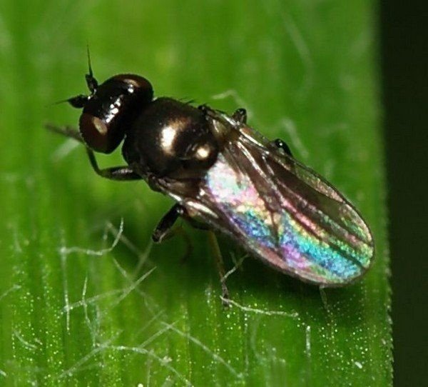 Гессенская муха — mayetiola destructor