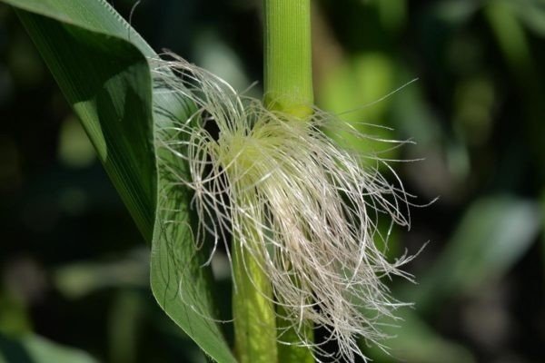 Кукуруза рыльца кукурузы