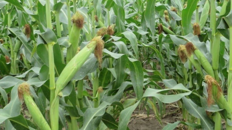 Молодая кукуруза поле