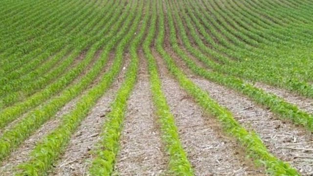 Выращивание кукурузы на даче: особенности посадки и ухода, профилактика болезней и вредителей с видео