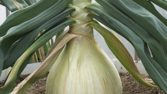 Лук Эксибишен — выращивание из семян: когда сажать и каким способом, секреты выращивания