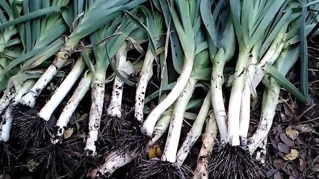 Пошаговая инструкция: как вырастить лук-порей рассадой