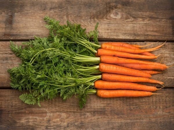 Морковь семейство сельдерейные