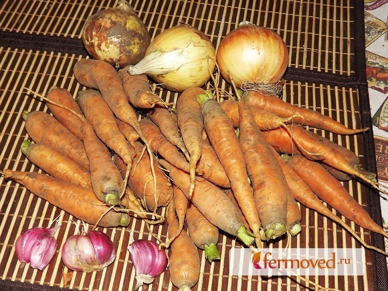 Картошка морковь лук дидактический материал