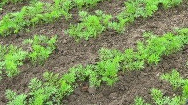 Как правильно посадить морковь весной