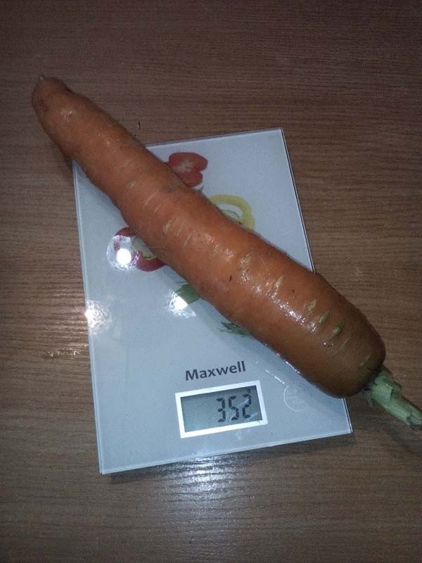 Большая морковка