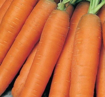Морковь сахарная королева