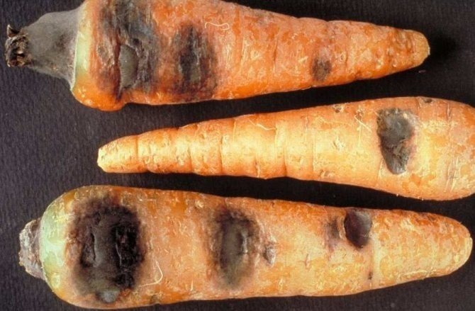 Альтернариоз моркови черная гниль