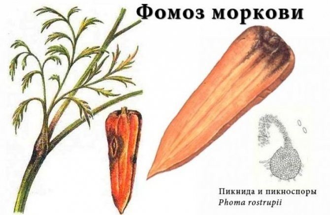 Моркови болезни фомоз