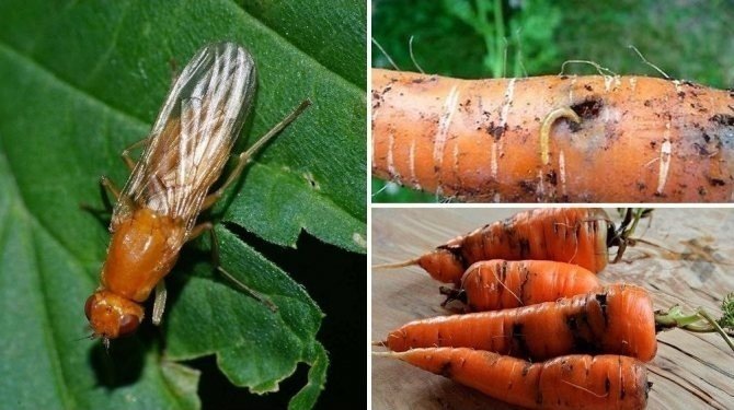 Средства от луковой мухи и морковной мухи