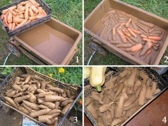 Хранение моркови на складах в ящиках