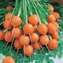 Морковь парижская каротель аэлита