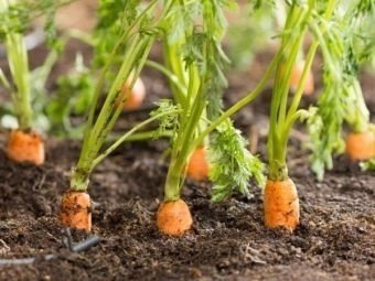 Морковь в огороде