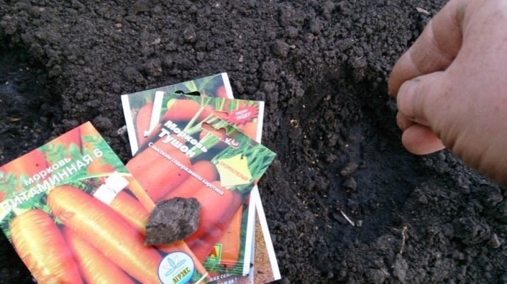 Посадка моркови весной в открытый грунт