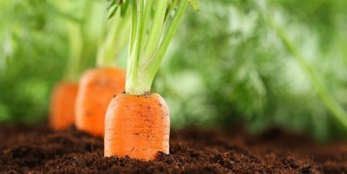 Посадка морковки