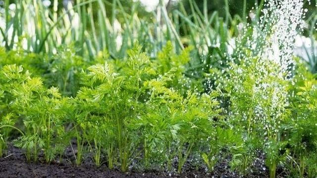Морковь Самсон: ТОП отзывы, ВСЕ секреты выращивания с фото