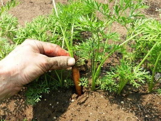 Морковь дикая ростки