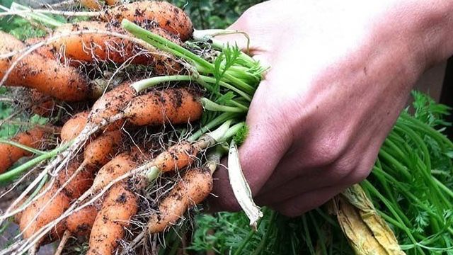 Можно ли в июле посадить морковь и как в таких условиях ухаживать за огородом