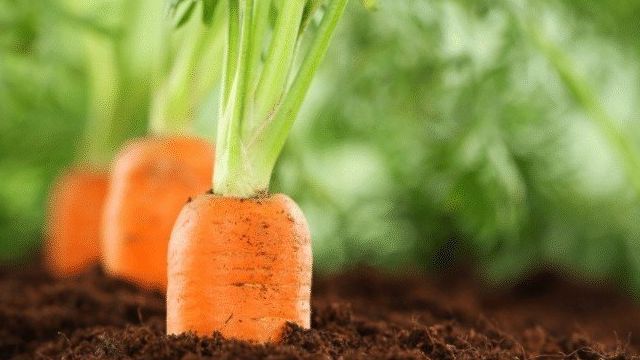 Правила и сроки уборки урожая моркови