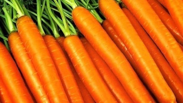 Правильный выбор сорта моркови