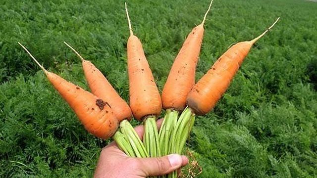 Ранние скороспелые сорта моркови Курода Шантане Кордоба и другие